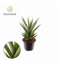 Sansevieria