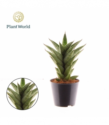 Sansevieria