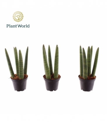 Sansevieria