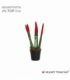 Sansevieria