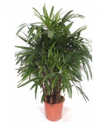 Rhapis