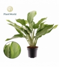 Aglaonema