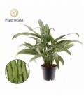 Aglaonema