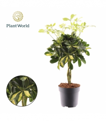Schefflera
