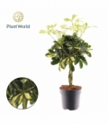 Schefflera