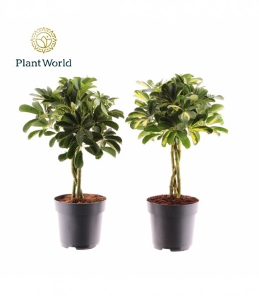 Schefflera
