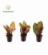 Croton