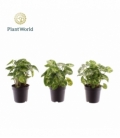 Syngonium