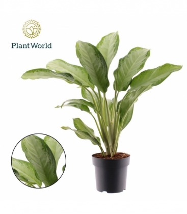 Aglaonema