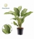 Aglaonema