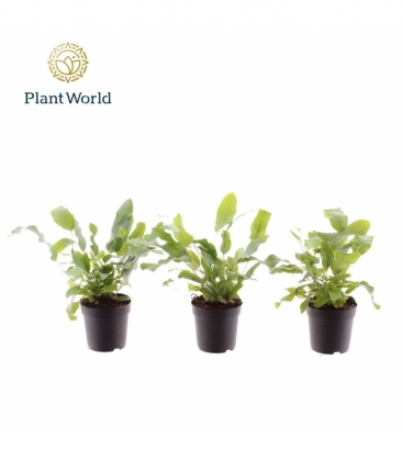 Phlebodium
