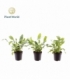 Phlebodium