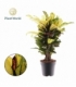 Croton