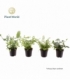 Fern