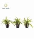 Chlorophytum