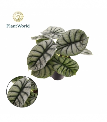 Alocasia