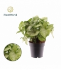 Syngonium