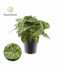 Syngonium