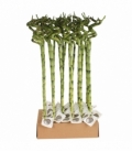 Dracaena