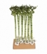 Dracaena