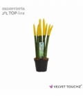 Sansevieria