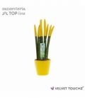 Sansevieria