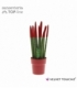Sansevieria