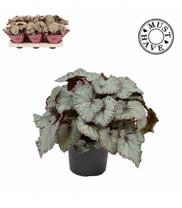 Begonia