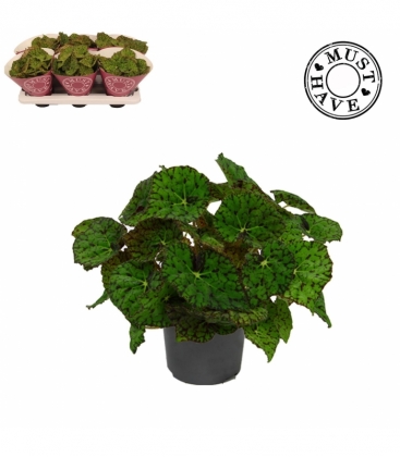 Begonia