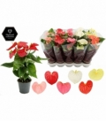 Anthurium