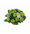 Hydrangea