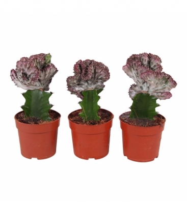 Euphorbia