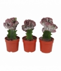 Euphorbia
