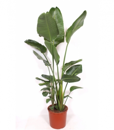 Strelitzia
