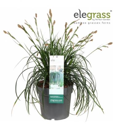 Carex