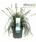 Carex