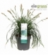 Carex