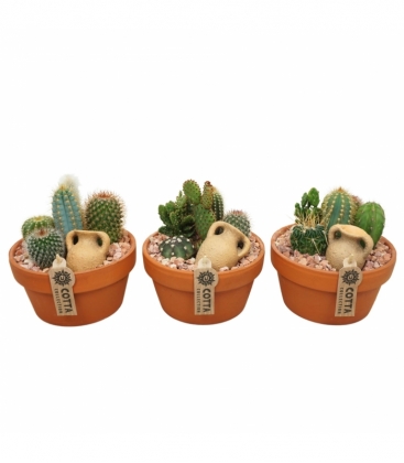 Cactus