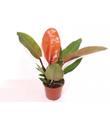 Philodendron