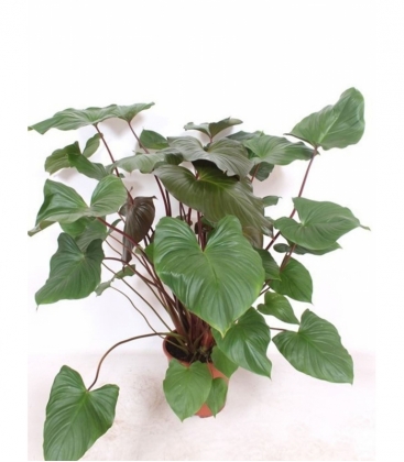 Homalomena