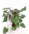 Homalomena