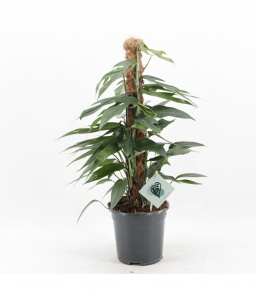 Epipremnum