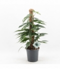Epipremnum