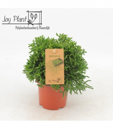 Rhipsalis