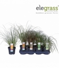 Carex