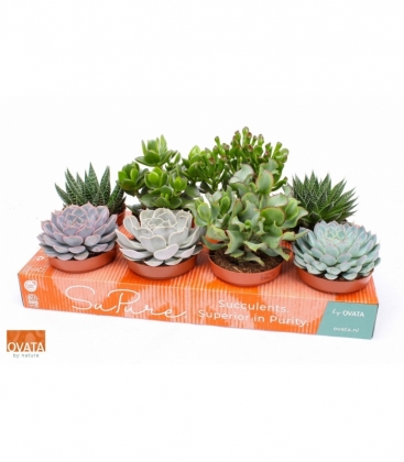 succulents