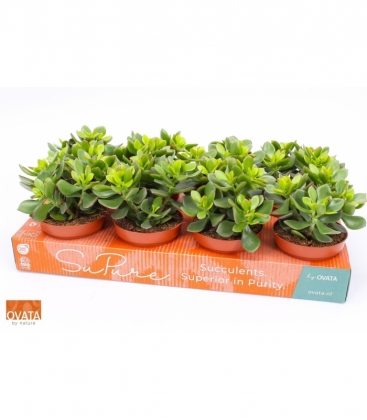 Crassula