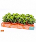 Crassula