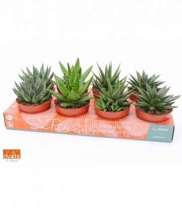 Haworthia