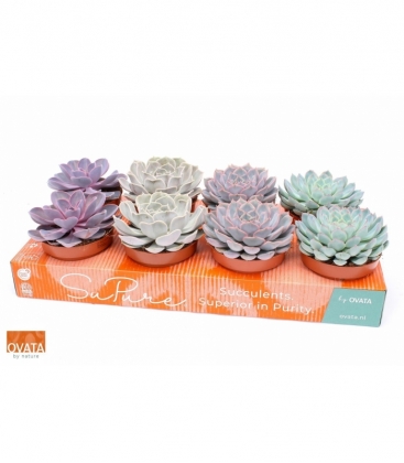Echeveria